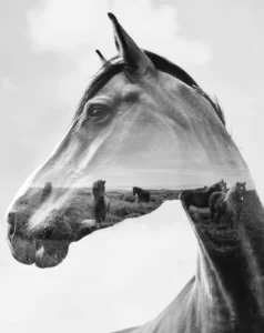 Read more about the article How Does Multiple Exposure Blending Differ From Traditional Editing